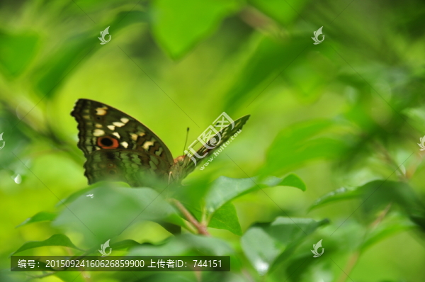 蝴蝶