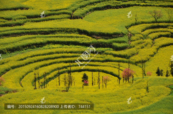 羅平油菜花田