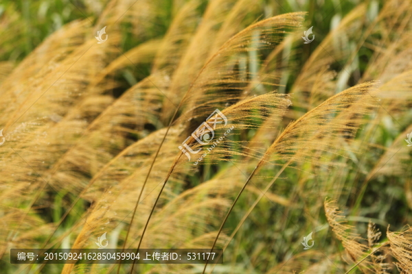風(fēng)中芒草