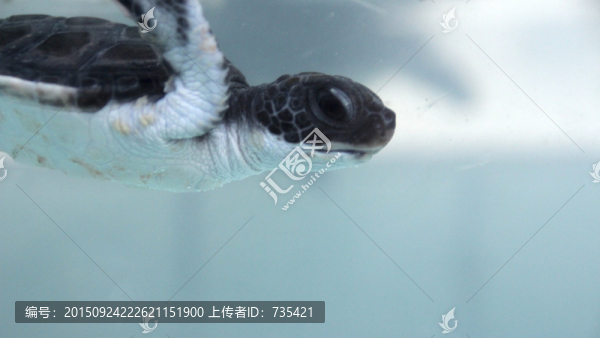 小海龜