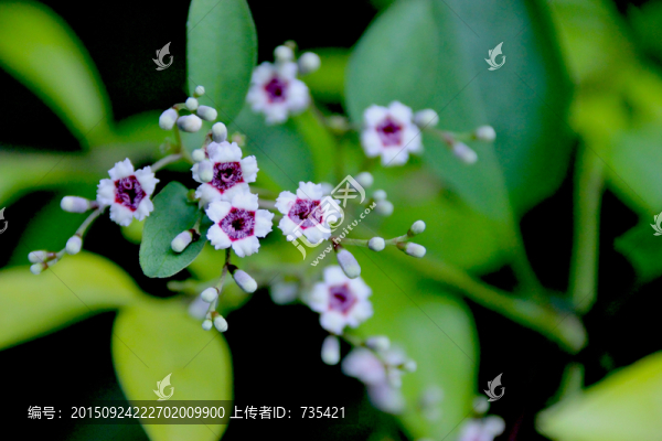 唯美小白花
