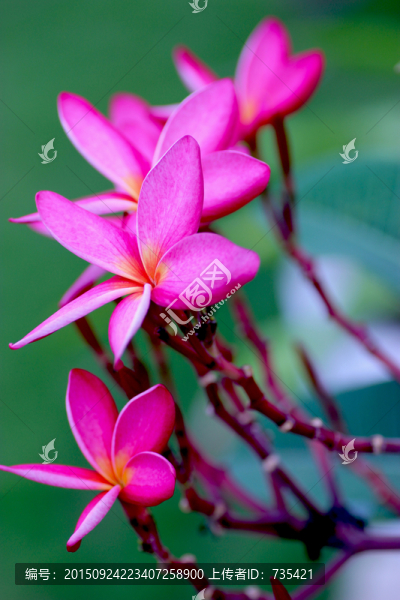 粉色花