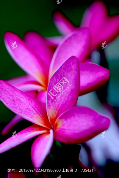 粉色花