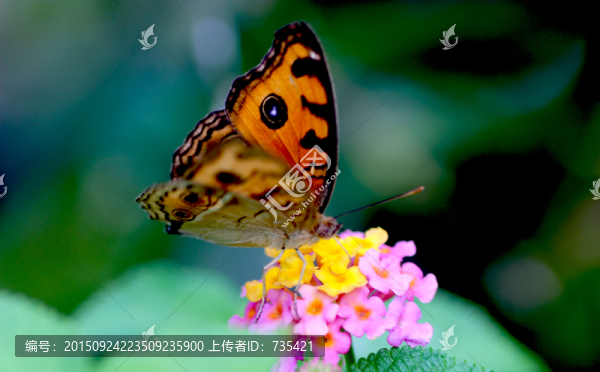 花蝴蝶