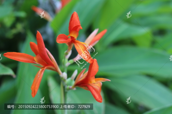 美人蕉花