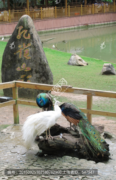 孔雀山莊,云南西雙版納