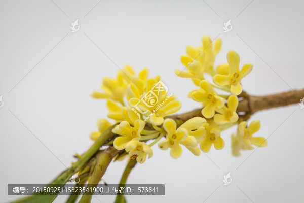 桂花