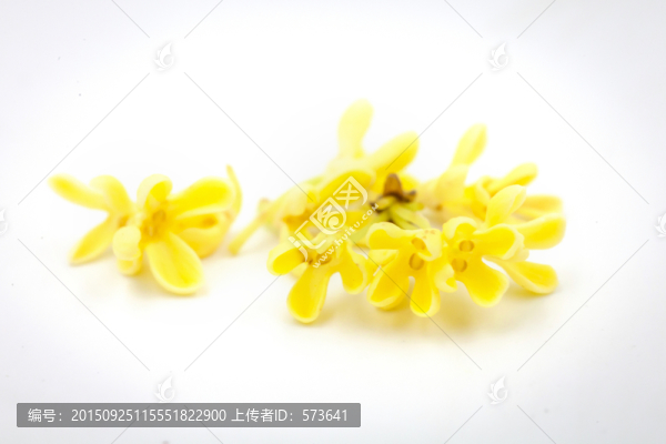 桂花