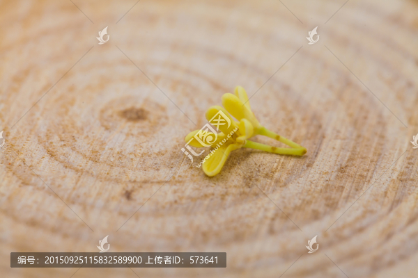 金桂