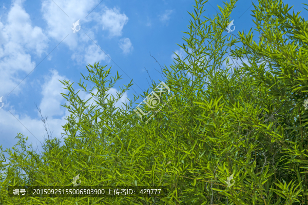 翠竹,竹子