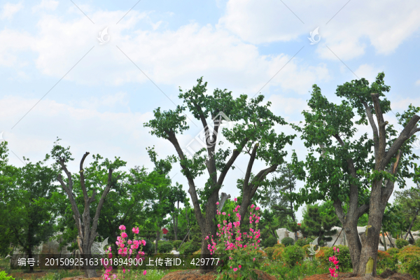 公園風(fēng)景,旅游區(qū)樹木