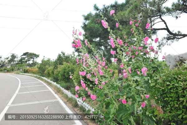 高清格桑花,公園風景
