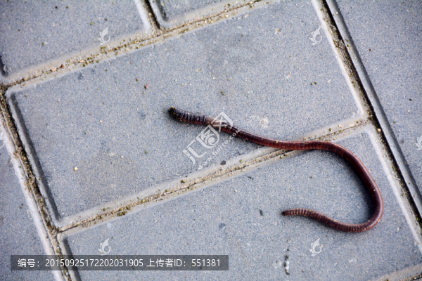蚯蚓