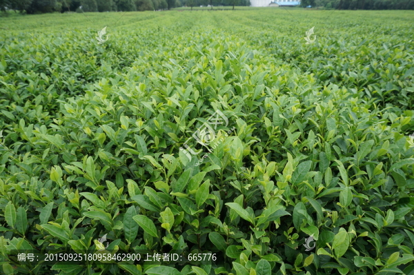茶園
