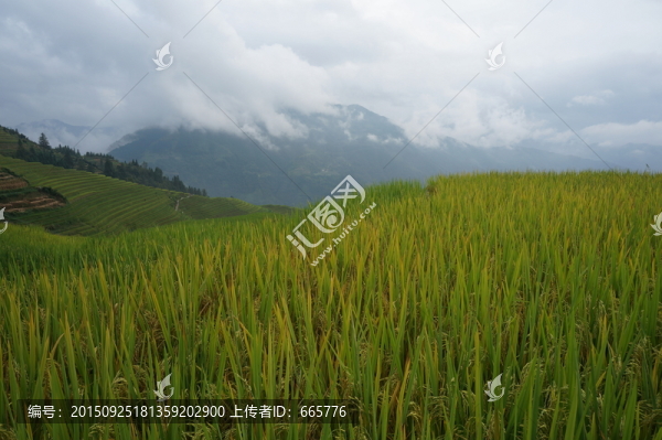 龍勝龍脊