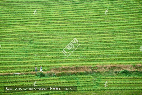 龍勝龍脊