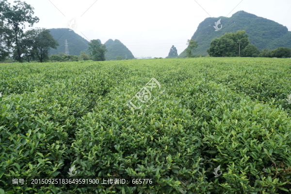 茶園