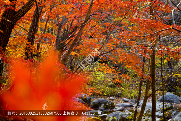 楓葉紅了