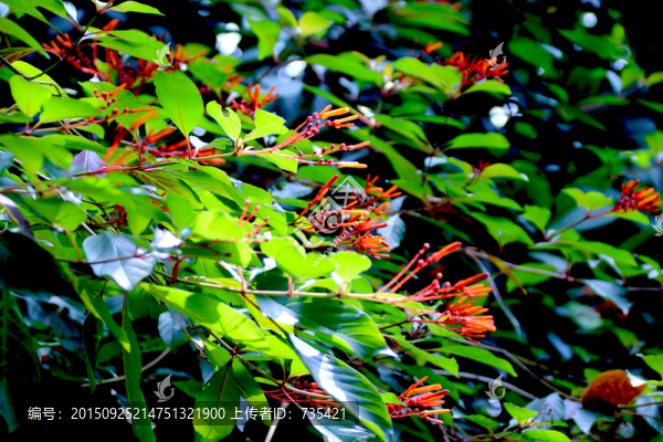 綠葉紅花