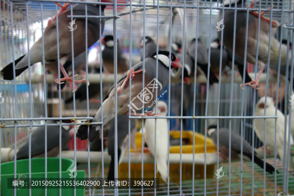 籠中鳥