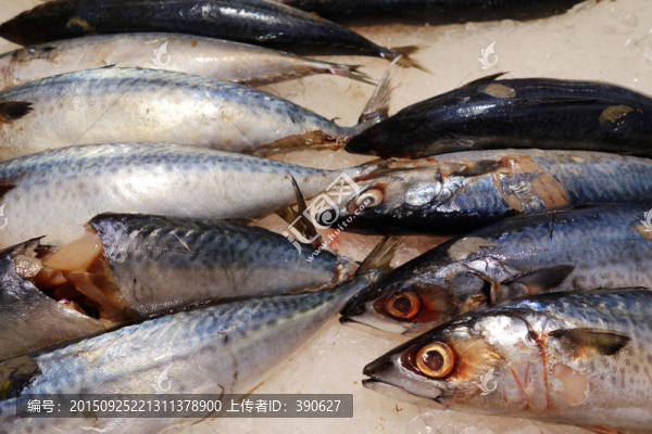 海魚
