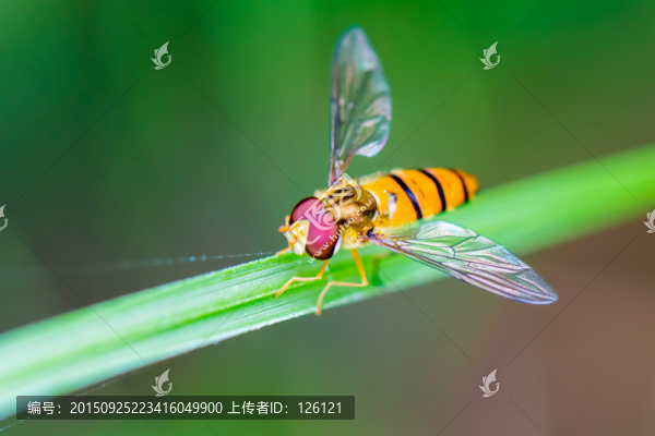 果蠅
