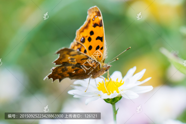 蝴蝶