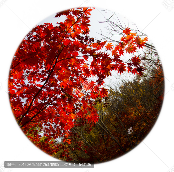 圓圖紅葉
