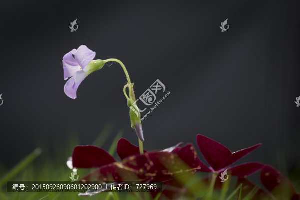 紫葉酢漿草