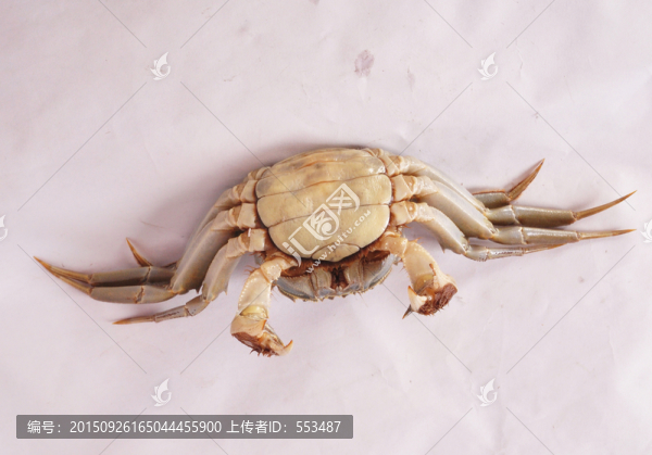螃蟹