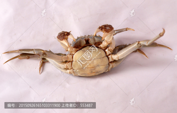 螃蟹