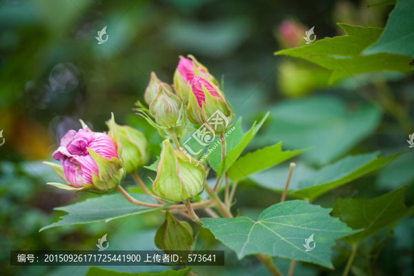 含苞待放的木芙蓉