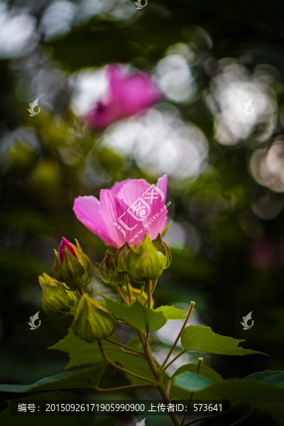 芙蓉花