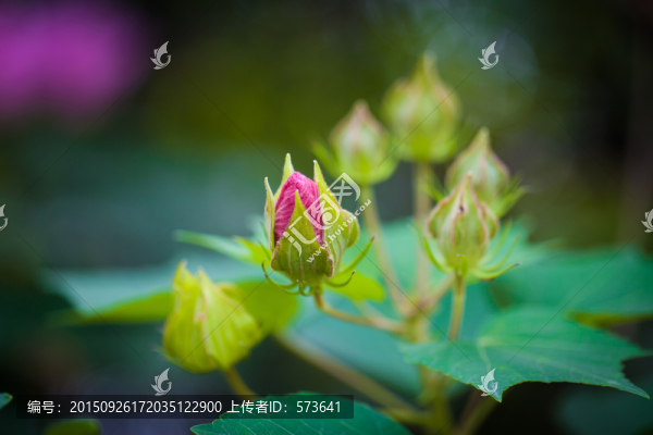 含苞待放,芙蓉花