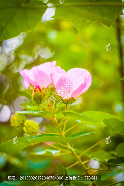 芙蓉花