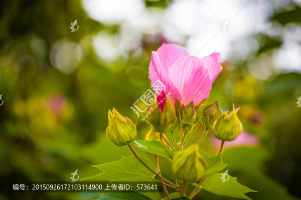 芙蓉花