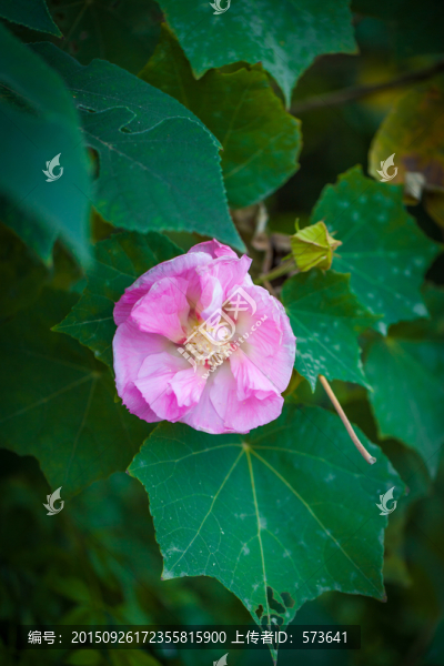 木芙蓉
