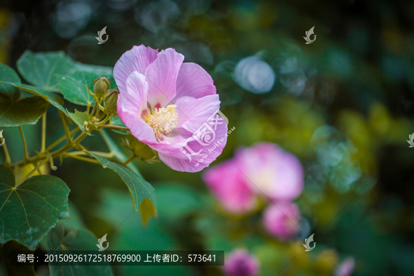 芙蓉,木芙蓉