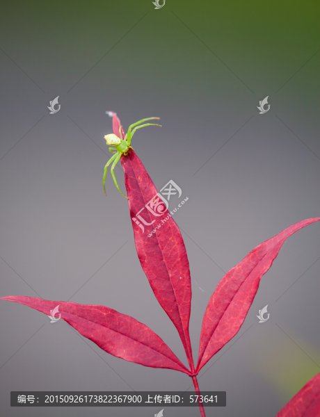 綠蜘蛛