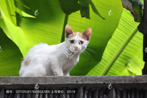 芭蕉葉下的貓咪