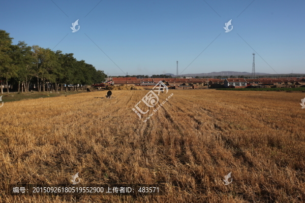 麥田