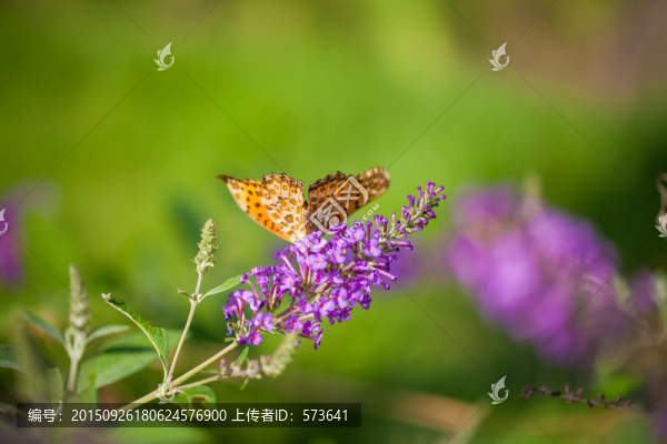 蝴蝶