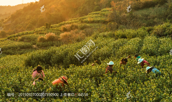 采茶