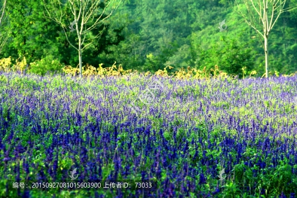 薰衣草