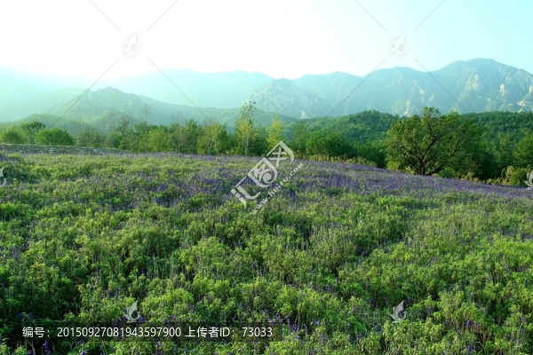 薰衣草莊園