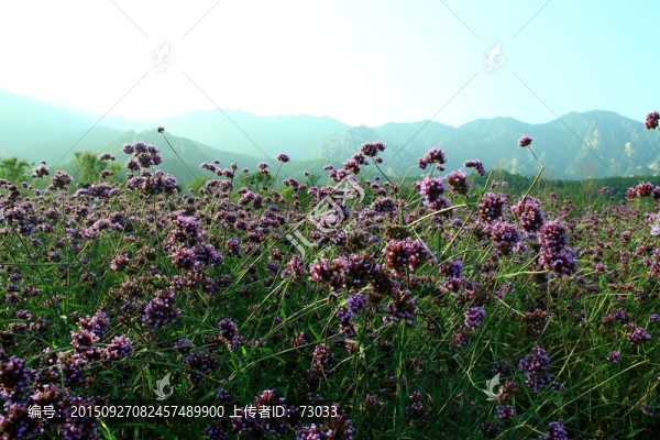 馬鞭草,,紫花