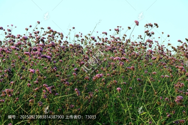 馬鞭草