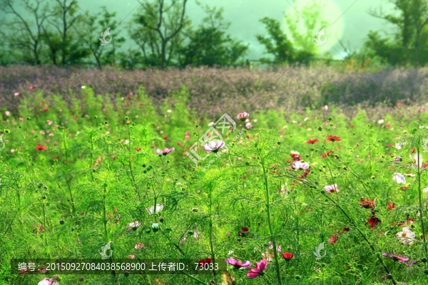 波斯菊