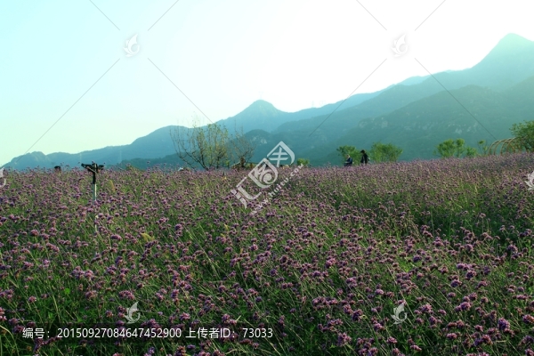 馬鞭草