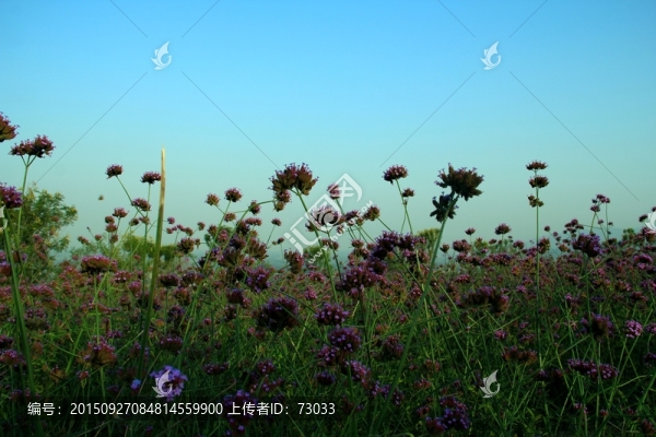 馬鞭草